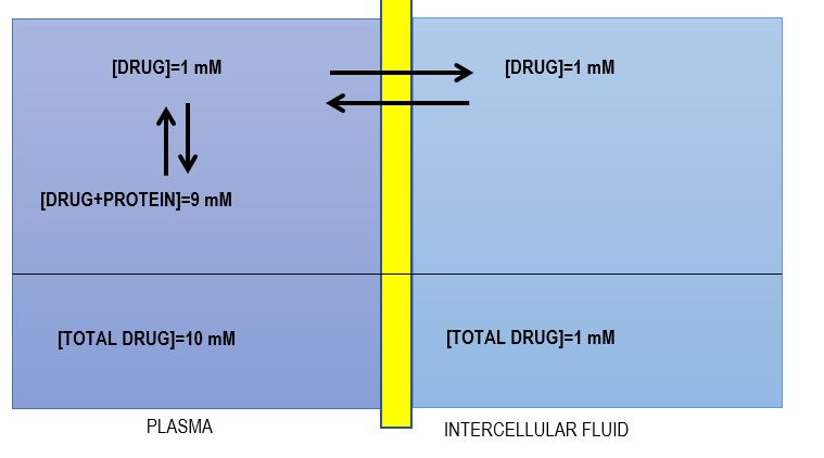 drug plasma protein binding