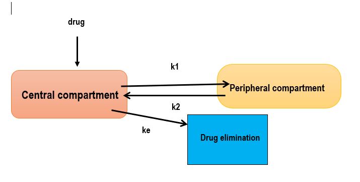 compartment of drug distribution