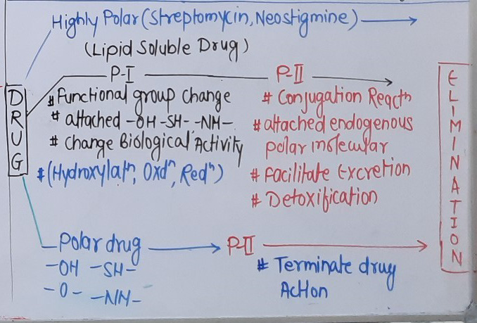 drug metaboism feature