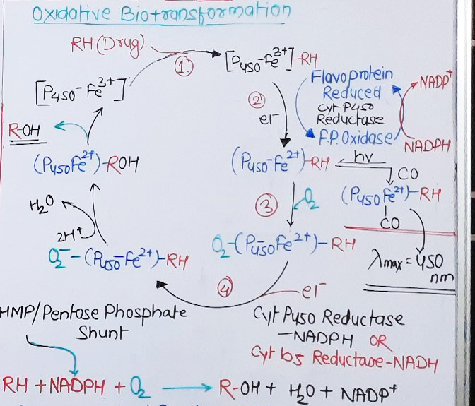 oxidative cytochrome p-450 reaction pathway