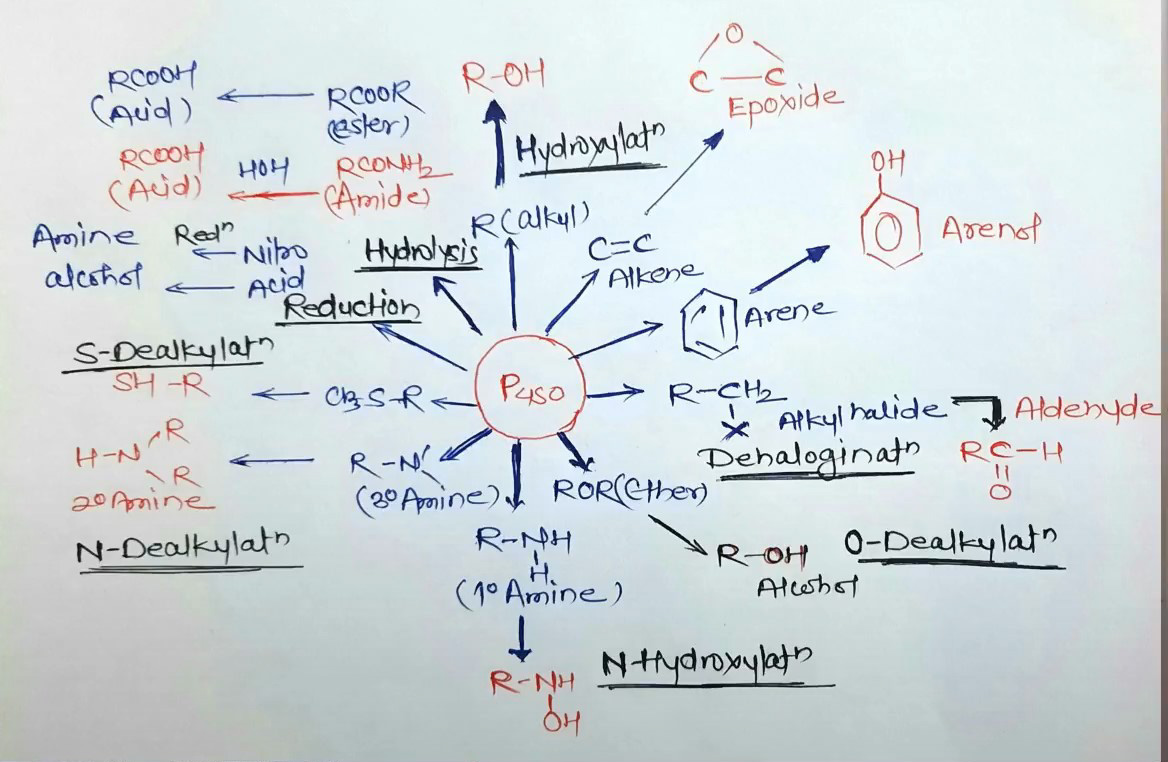 phase 1 drug reactions