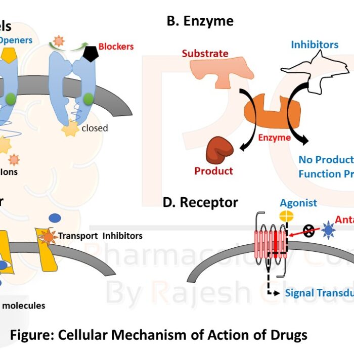 pharmacodynamics